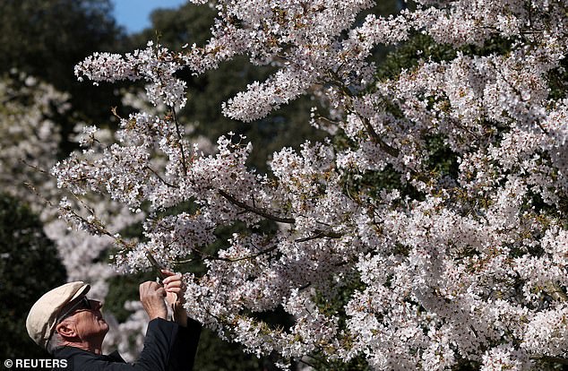 UK's Weather Whiplash Sparks Early Cherry Blossom Bloom