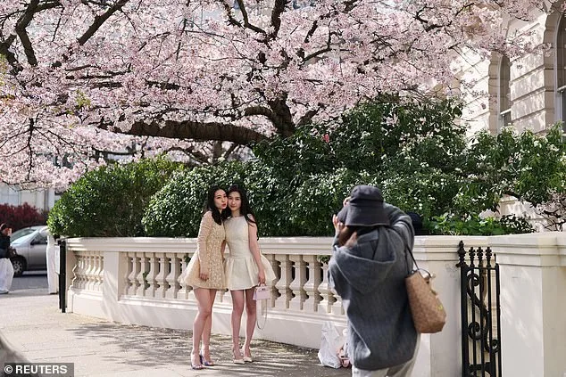 UK's Weather Whiplash Sparks Early Cherry Blossom Bloom