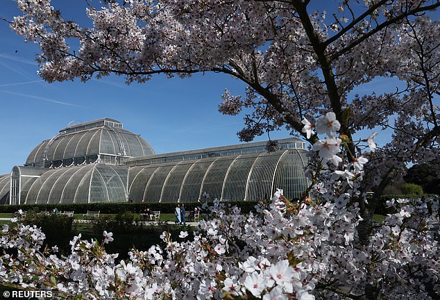 UK's Weather Whiplash Sparks Early Cherry Blossom Bloom