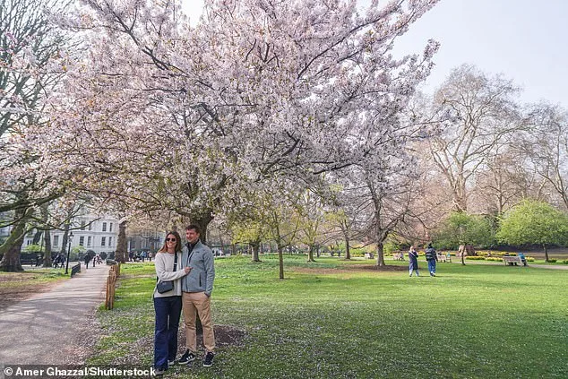 UK's Weather Whiplash Sparks Early Cherry Blossom Bloom