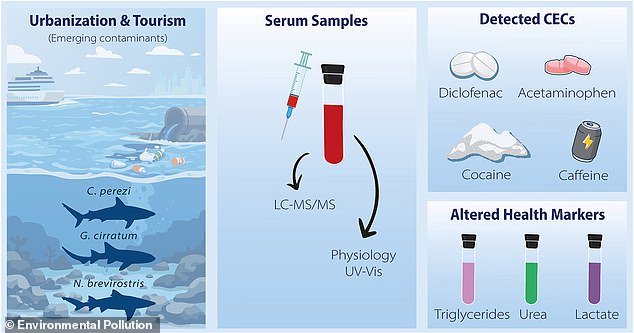 First-Ever Detection of Cocaine in Sharks' Blood Sparks Alarm Over Marine Pollution in the Bahamas