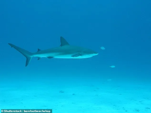 First-Ever Detection of Cocaine in Sharks' Blood Sparks Alarm Over Marine Pollution in the Bahamas