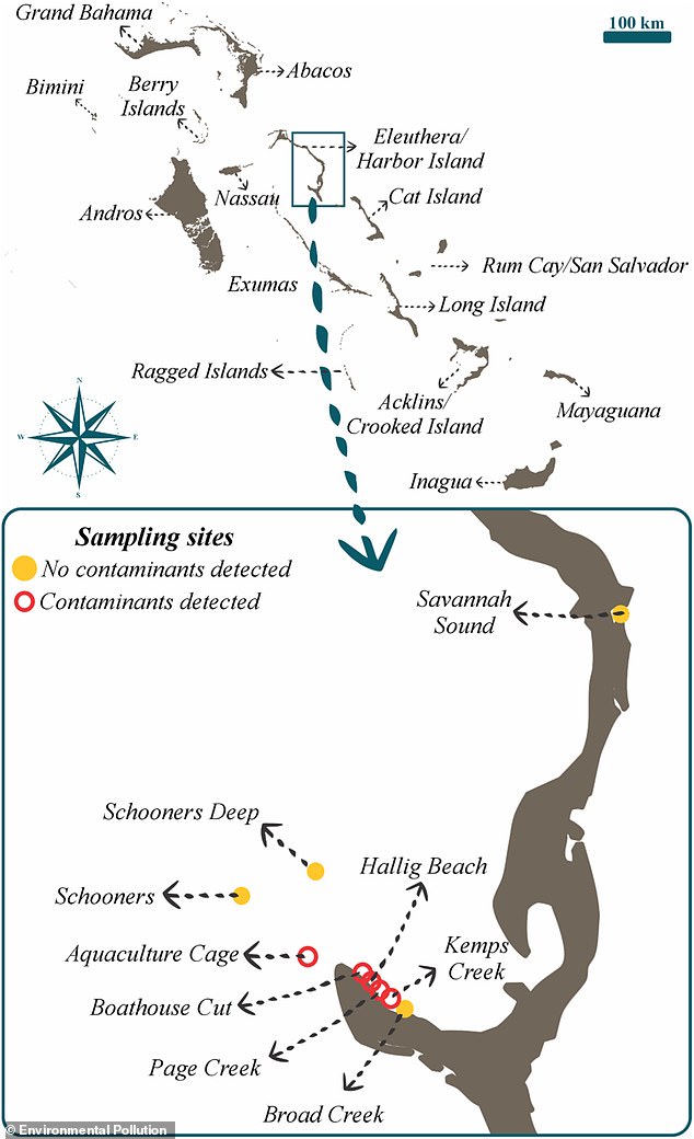 First-Ever Detection of Cocaine in Sharks' Blood Sparks Alarm Over Marine Pollution in the Bahamas