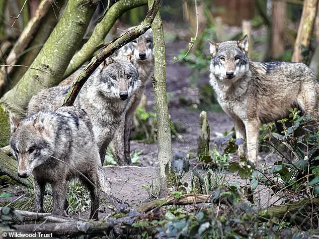 Euthanasia of European Grey Wolves at Wildwood Trust Due to Escalating Pack Violence