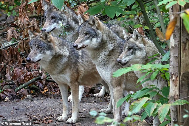 Euthanasia of European Grey Wolves at Wildwood Trust Due to Escalating Pack Violence
