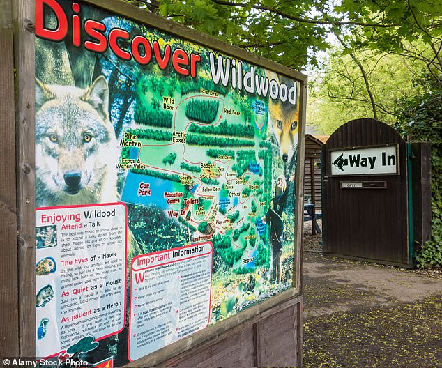 Euthanasia of European Grey Wolves at Wildwood Trust Due to Escalating Pack Violence