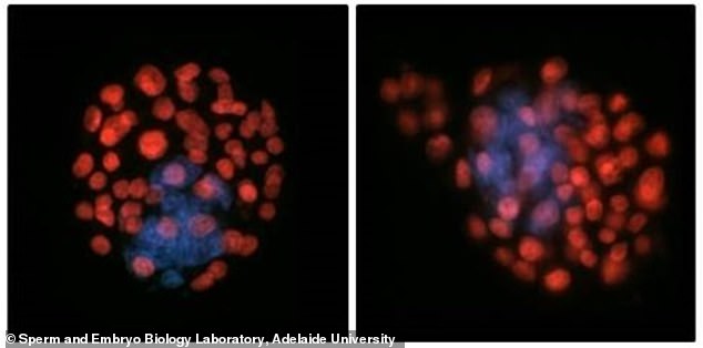 Perilous Journey of Human Sperm in Microgravity Challenges Space Colonization Dreams