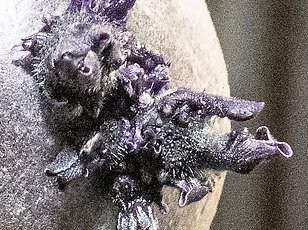 NASA Astronaut's Harrowing 20-Minute Medical Crisis on ISS Sparks Evacuation and Raises Questions About Long-Term Microgravity Effects