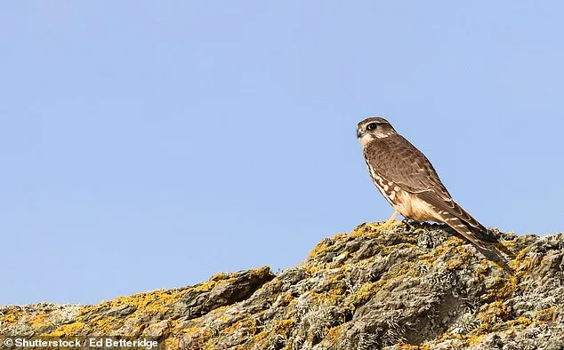 UK Biodiversity on Brink of Collapse: 20 Years to Save Native Species from Extinction