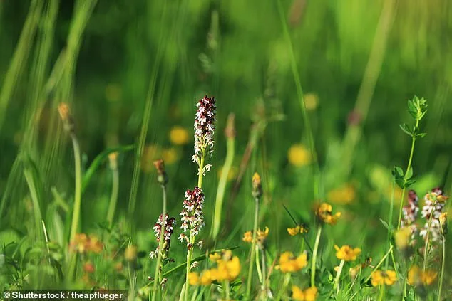 UK Biodiversity on Brink of Collapse: 20 Years to Save Native Species from Extinction