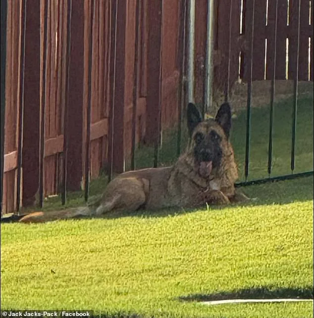 Austin Man Abandons German Shepherd in Scorching Heat, Sparking National Outcry Over Animal Welfare