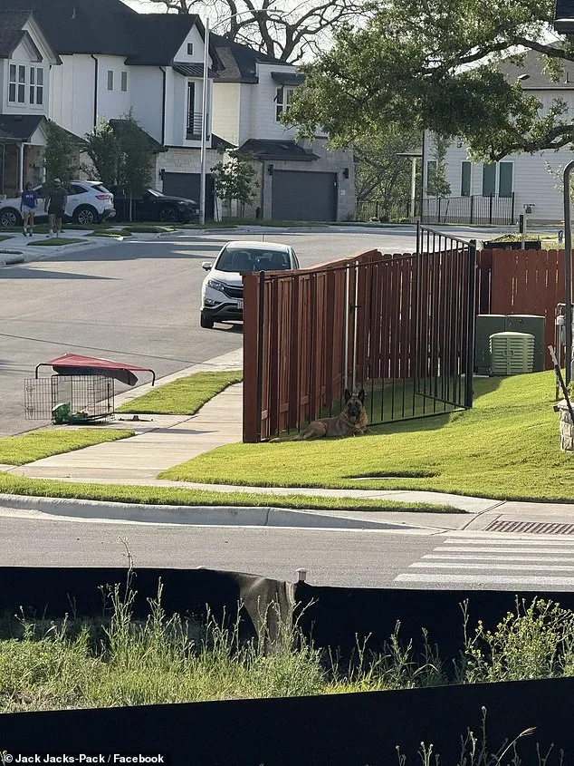 Austin Man Abandons German Shepherd in Scorching Heat, Sparking National Outcry Over Animal Welfare