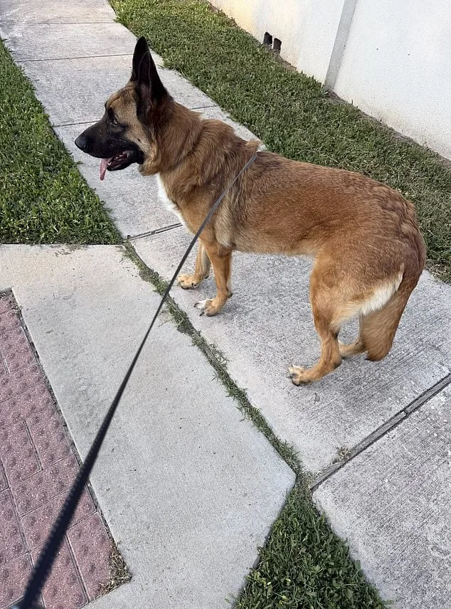 Austin Man Abandons German Shepherd in Scorching Heat, Sparking National Outcry Over Animal Welfare