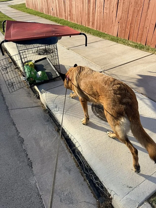 Austin Man Abandons German Shepherd in Scorching Heat, Sparking National Outcry Over Animal Welfare