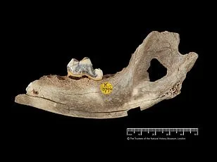 Breakthrough Study Reveals Hidden Signs of Pain in Dogs, Urges Owners to Stay Alert