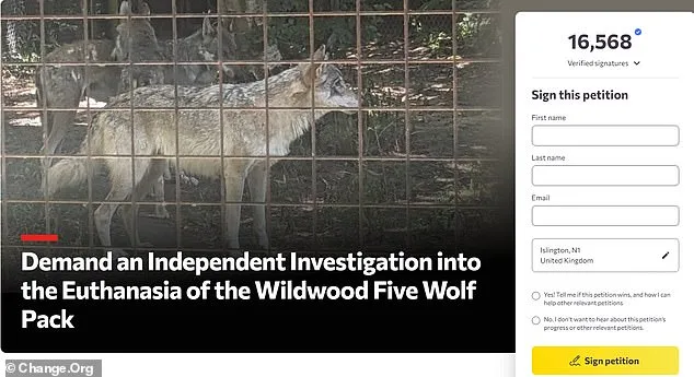 Wildwood Trust Euthanizes Wolves Amid Outrage Over Aggression and Communication Gaps