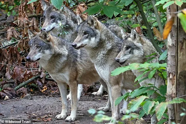 Wildwood Trust Euthanizes Wolves Amid Outrage Over Aggression and Communication Gaps