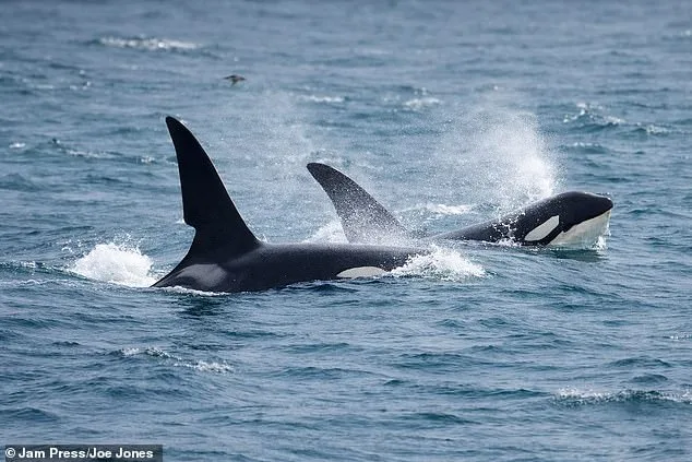 Rare Sighting of UK's Last Resident Killer Whales Captivates Wildlife Explorer Steve Backshall