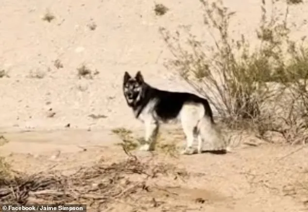 Abandoned Husky Survives Arizona Desert After ICE Deportation