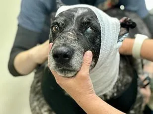 Abandoned Husky Survives Arizona Desert After ICE Deportation