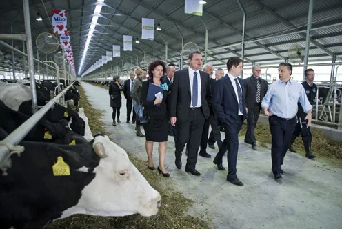 Beneath the Headlines: Hungary's Agrarian Soul and the Family Farms That Sustain It