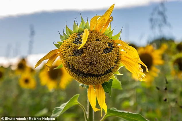 Study Reveals Human Bias Toward Perceiving Male Faces in Ambiguous Shapes, Unveiling Face Pareidolia Insights