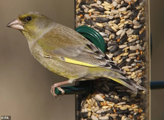 Greenfinch Population Plummets 67% Since 1979, Now on UK Red List
