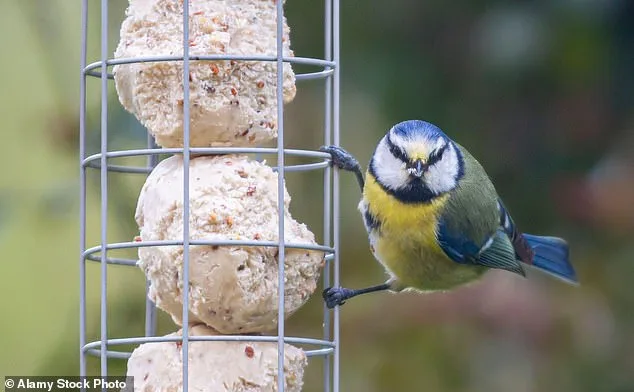 Greenfinch Population Plummets 67% Since 1979, Now on UK Red List