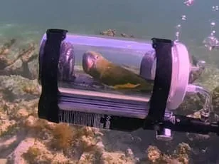 Greenfinch Population Plummets 67% Since 1979, Now on UK Red List