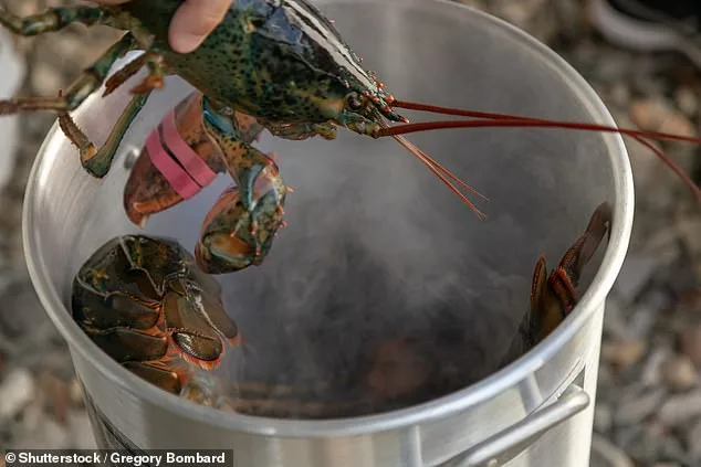 Study Reveals Boiling Lobsters Alive Causes Pain Similar to Humans, Sparks Legal Debate in UK