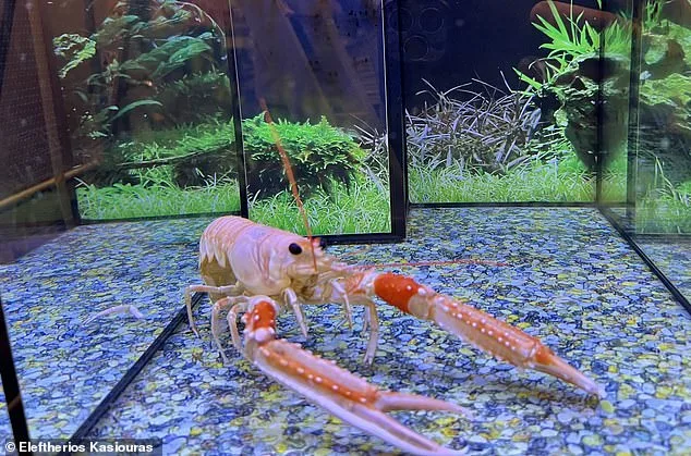 Study Reveals Boiling Lobsters Alive Causes Pain Similar to Humans, Sparks Legal Debate in UK