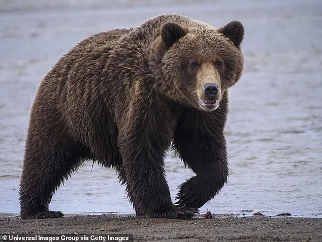 Two U.S. Soldiers Seriously Injured After Brown Bear Mauling in Alaska