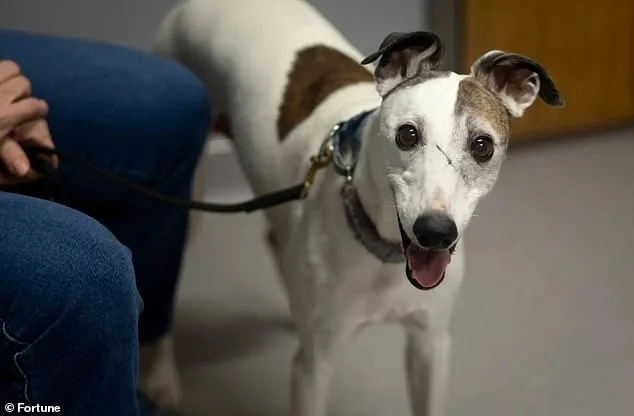 Vet Study Hopes to Extend Dog Lives by Almost a Decade