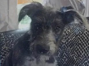 Vet Study Hopes to Extend Dog Lives by Almost a Decade