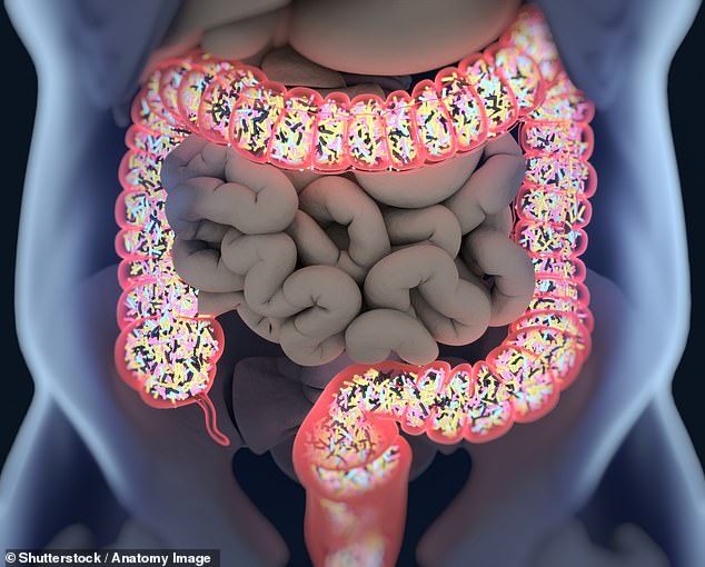 Scientists Identify Claudin-4 Receptor Linking Gut Bacteria to Colon Cancer