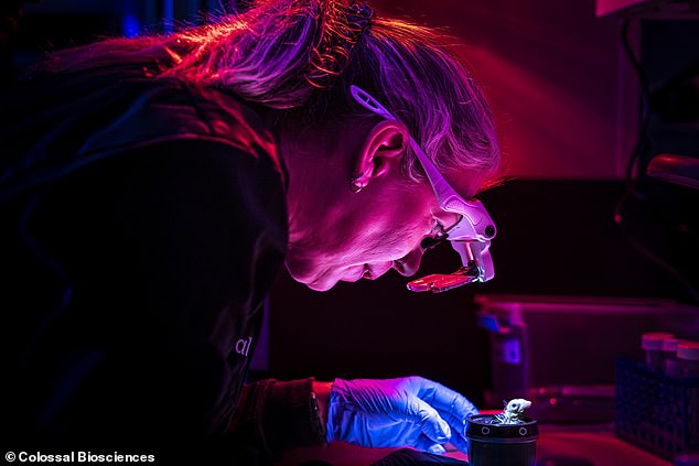 Scientists hatch healthy chicks using artificial eggs to revive extinct moa.