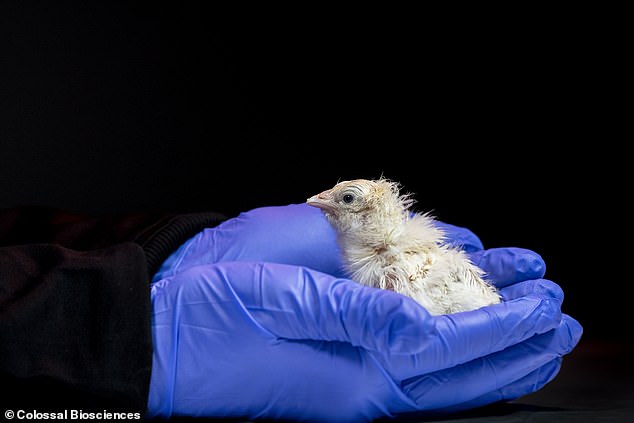Scientists hatch healthy chicks using artificial eggs to revive extinct moa.