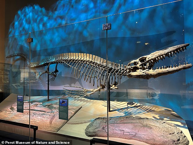 43-foot Tylosaurus rex named largest mosasaur, rivaling T. rex