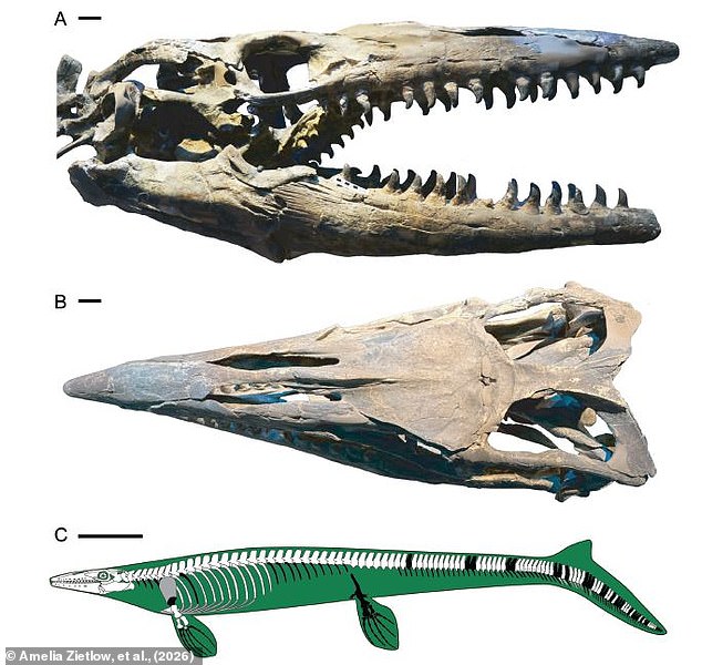 43-foot Tylosaurus rex named largest mosasaur, rivaling T. rex