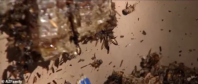 Bee Attack in Surprise, Arizona Leaves Multiple Individuals Injured