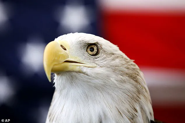 Incredible Video Capture Bald Eagles Tangled Up in Tree in Kodiak, Alaska