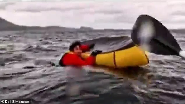 The Intimate Encounter: A Kayaker's Frightening Experience with a Humpback Whale