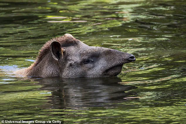 Unbelievable Sighting: Three South American Tapirs Respected Extinct Reappear