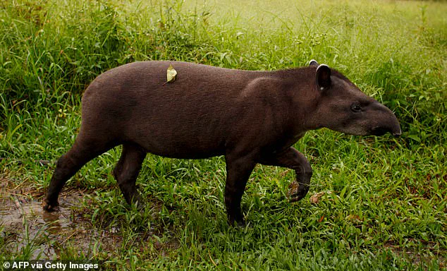 Unbelievable Sighting: Three South American Tapirs Respected Extinct Reappear