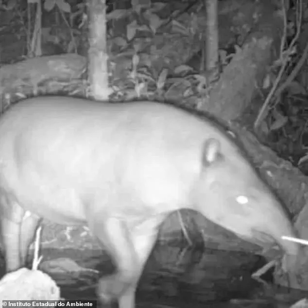 Unbelievable Sighting: Three South American Tapirs Respected Extinct Reappear