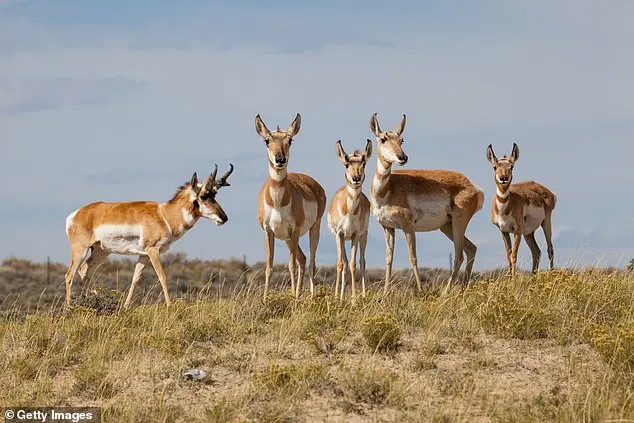 Wyoming Small Town Resists Solar Farm Development
