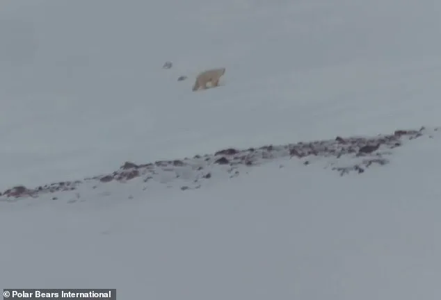 Adorable Polar Bear Cubs: Rare Footage Captures Their Den Exploration