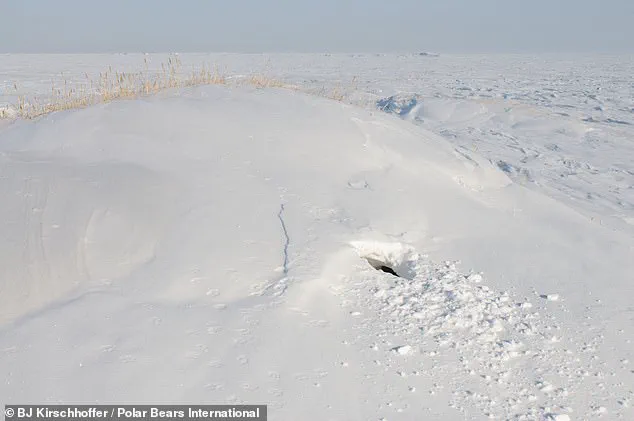 Adorable Polar Bear Cubs: Rare Footage Captures Their Den Exploration