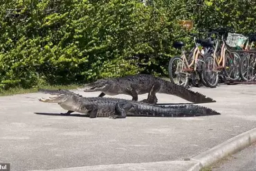 Alligator vs Crocodile: Intense Battle in Florida's Everglades National Park