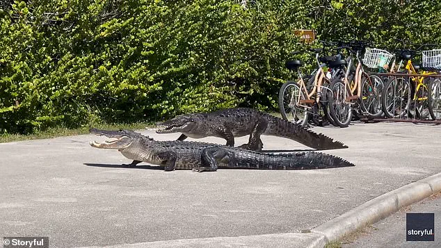 Alligator vs Crocodile: Intense Battle in Florida's Everglades National Park
